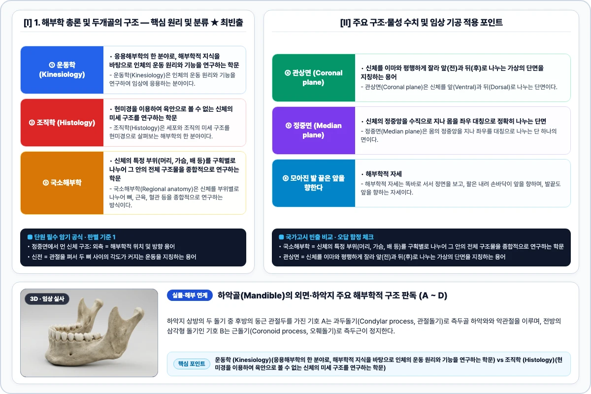 1. 해부학 총론 및 두개골의 구조 핵심 구조 및 기공 공정 비교 모식도