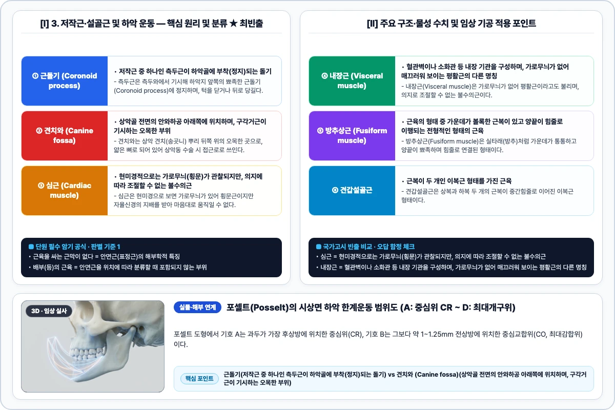 3. 저작근·설골근 및 하악 운동 핵심 구조 및 기공 공정 비교 모식도