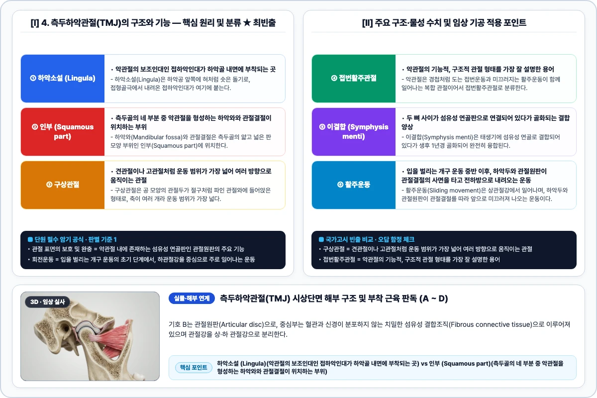 4. 측두하악관절(TMJ)의 구조와 기능 핵심 구조 및 기공 공정 비교 모식도