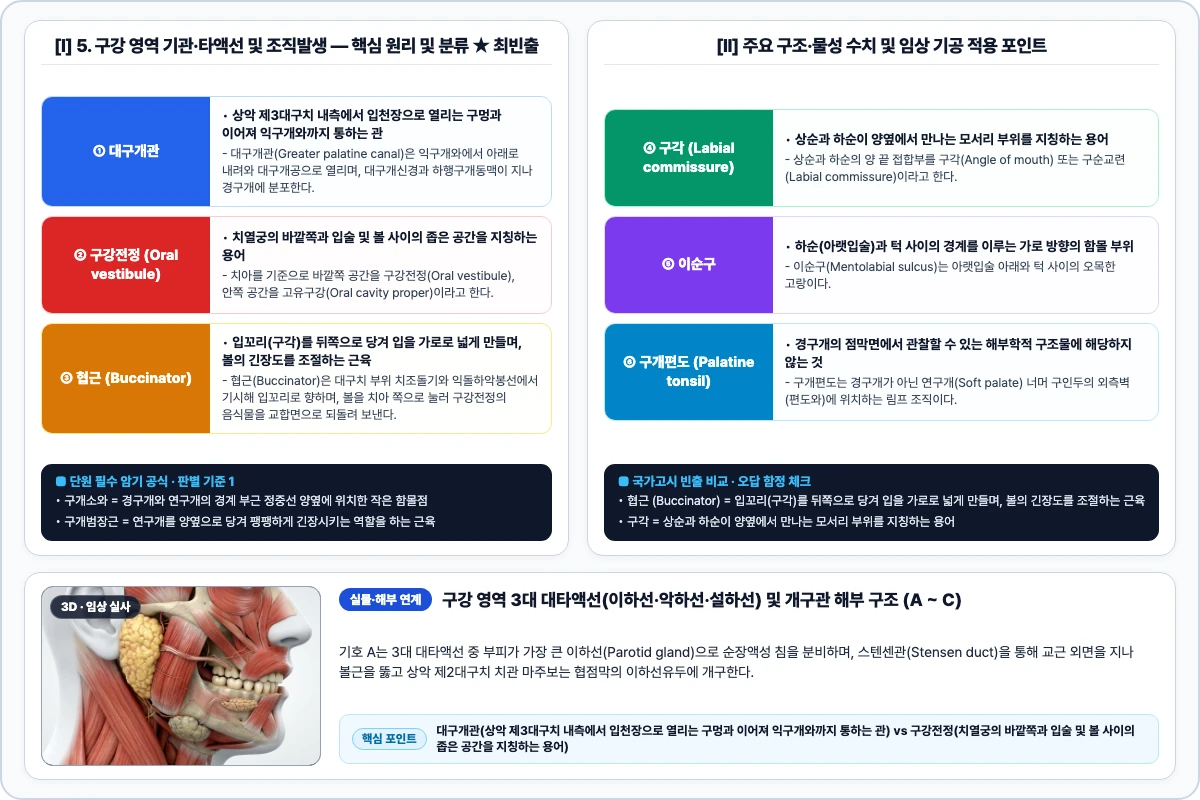 5. 구강 영역 기관·타액선 및 조직발생 핵심 구조 및 기공 공정 비교 모식도