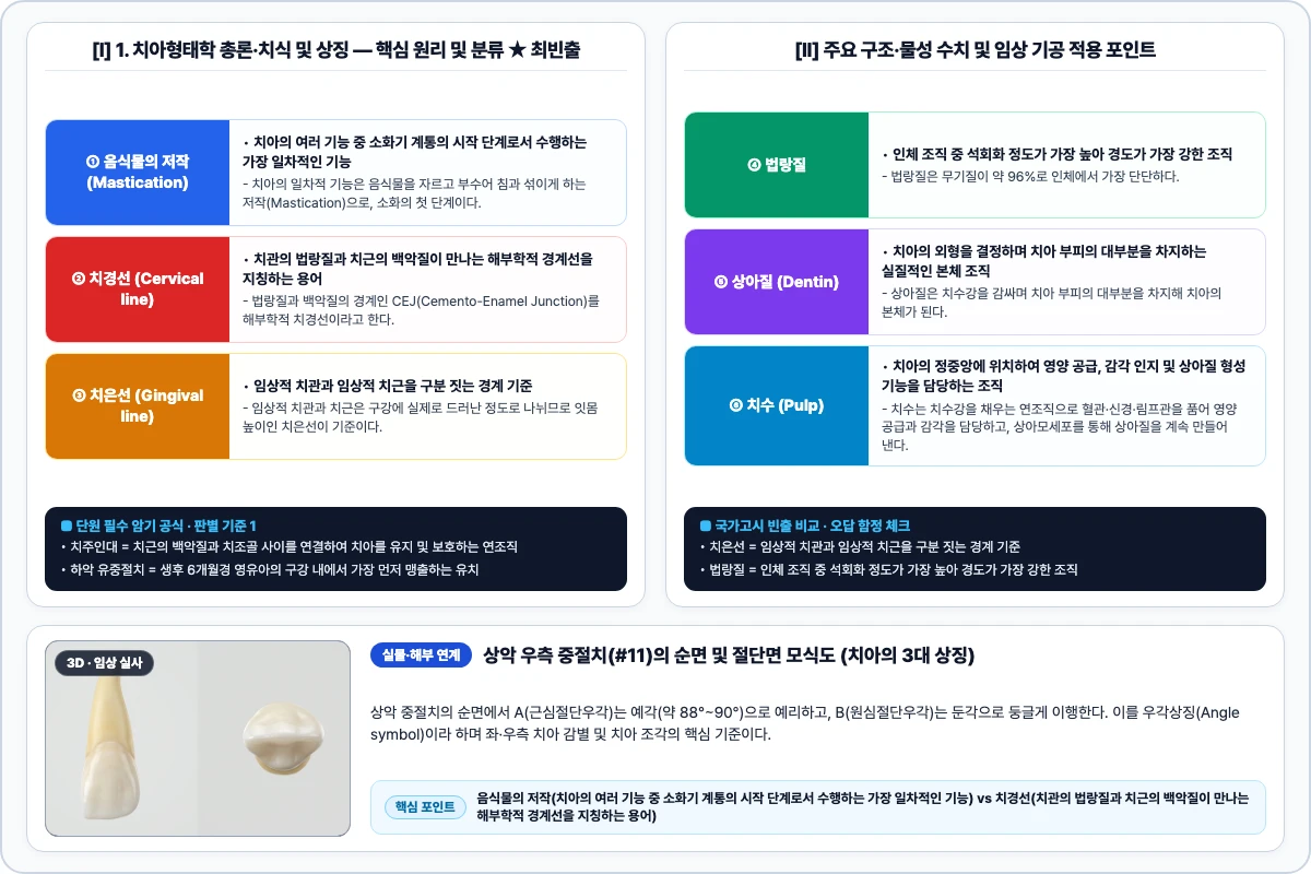 1. 치아형태학 총론·치식 및 상징 핵심 구조 및 기공 공정 비교 모식도
