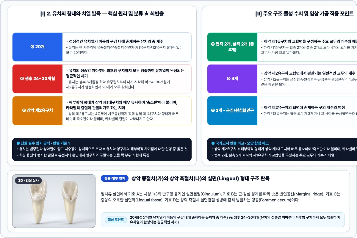 2. 유치의 형태와 치열 발육 핵심 구조 및 기공 공정 비교 모식도