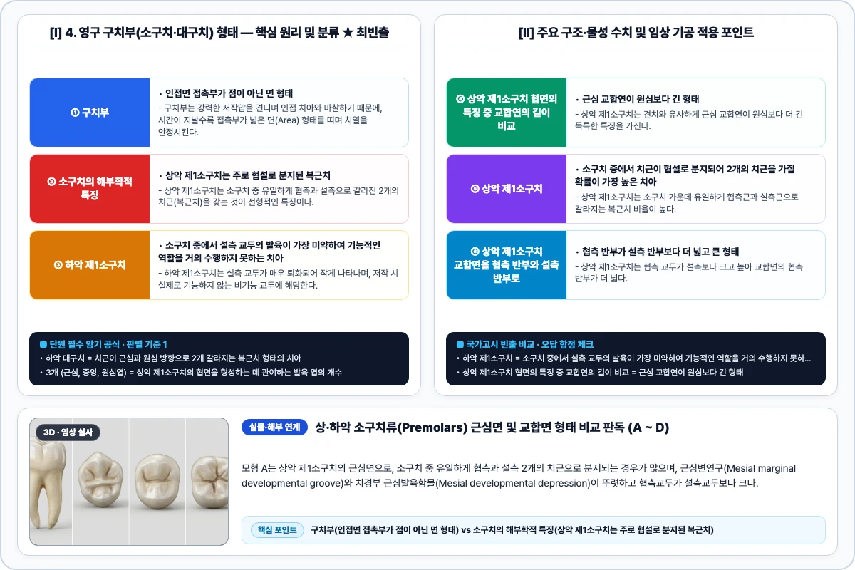 4. 영구 구치부(소구치·대구치) 형태 핵심 구조 및 기공 공정 비교 모식도