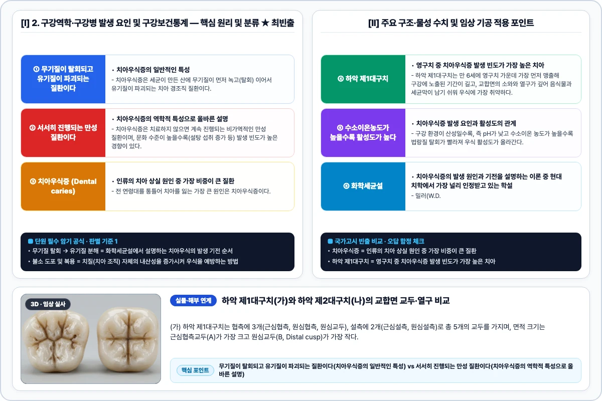 2. 구강역학·구강병 발생 요인 및 구강보건통계 핵심 구조 및 기공 공정 비교 모식도