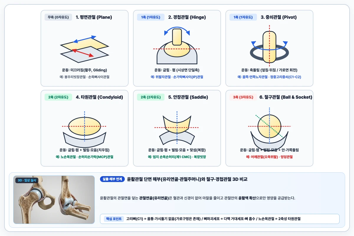 윤활관절의 6대 형태학적 분류(절구·경첩·중쇠·타원·안장·평면관절) 운동축 및 자유도 비교 모식도