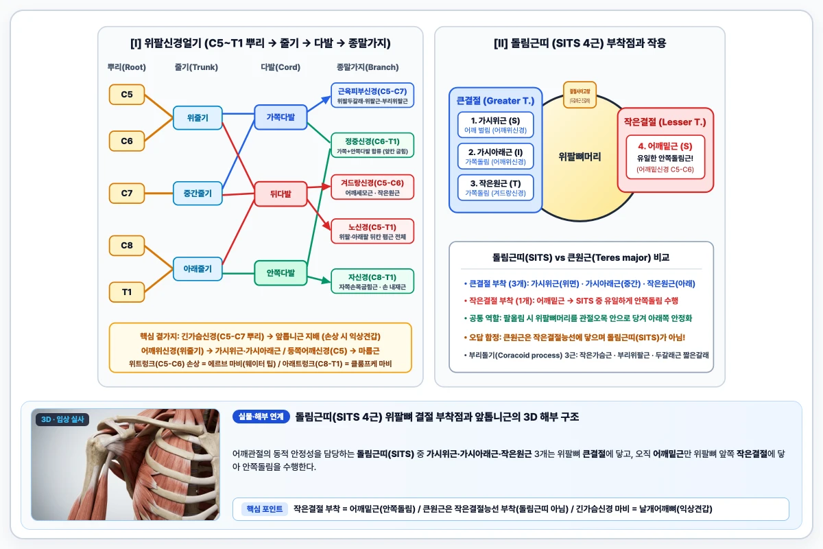 위팔신경얼기 C5~T1 다발·가지 분지도와 돌림근띠 SITS 4근육의 큰결절·작은결절 부착점 도해