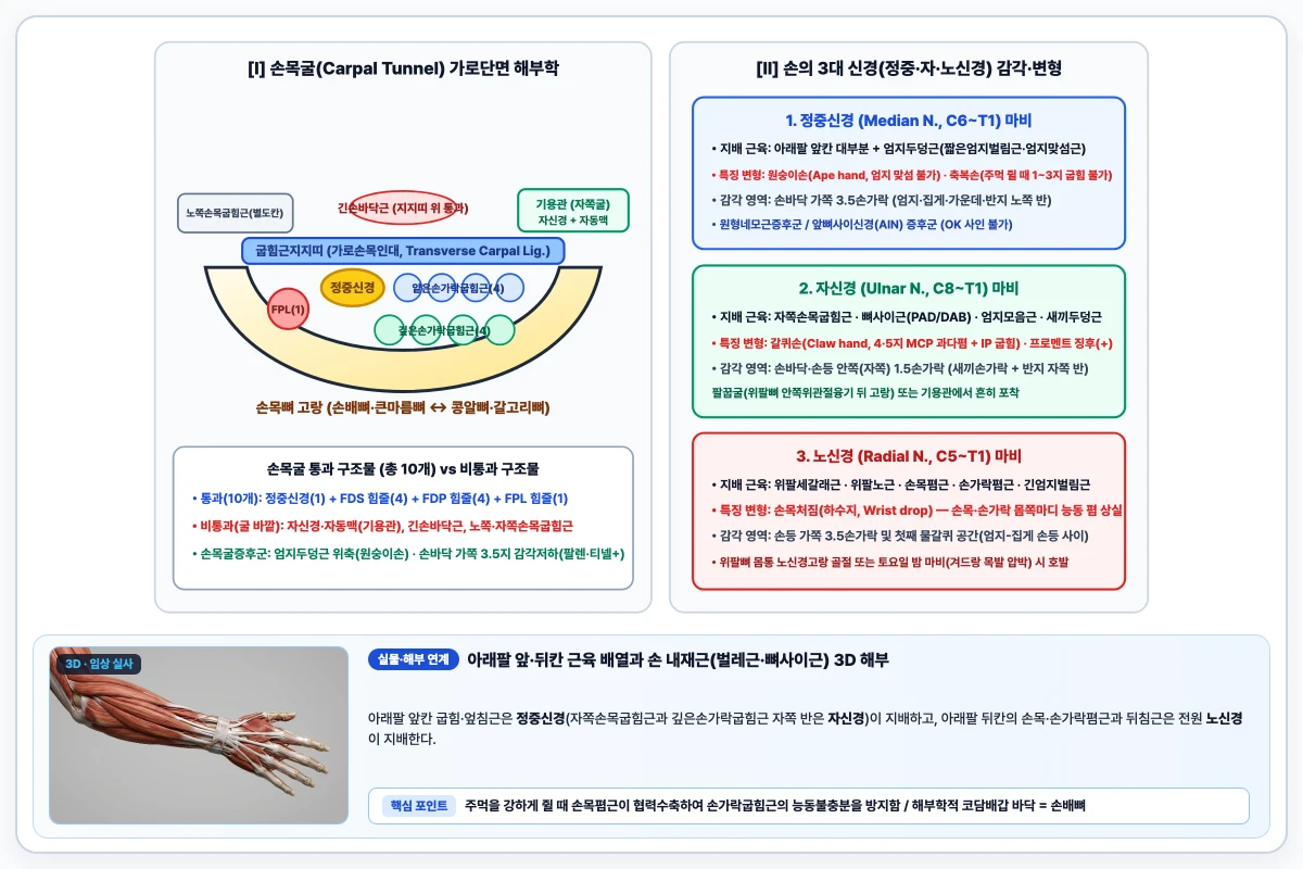 손목굴 단면 내 정중신경과 힘줄 9개 배열 및 정중신경·자신경·노신경 손상 시 손 변형 비교 도해