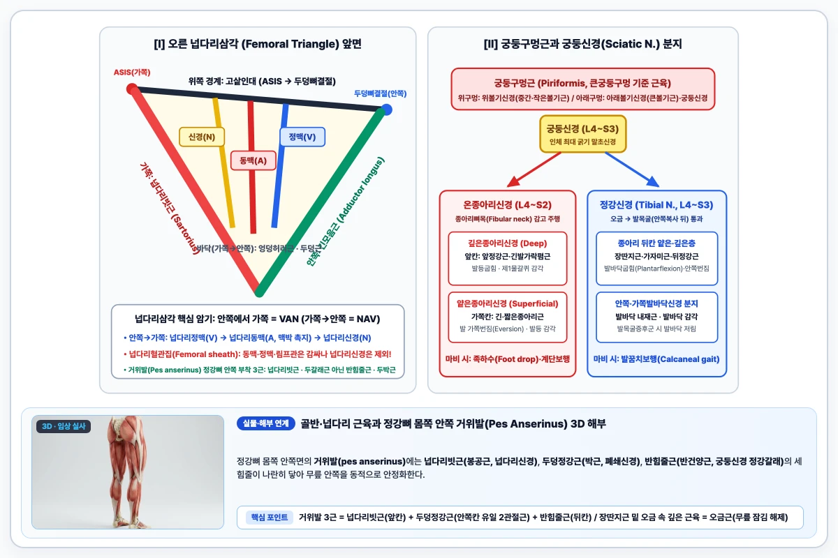 넙다리삼각의 경계와 가쪽에서 안쪽 신경·동맥·정맥 배열 및 궁둥신경의 온종아리·정강신경 분지 도해