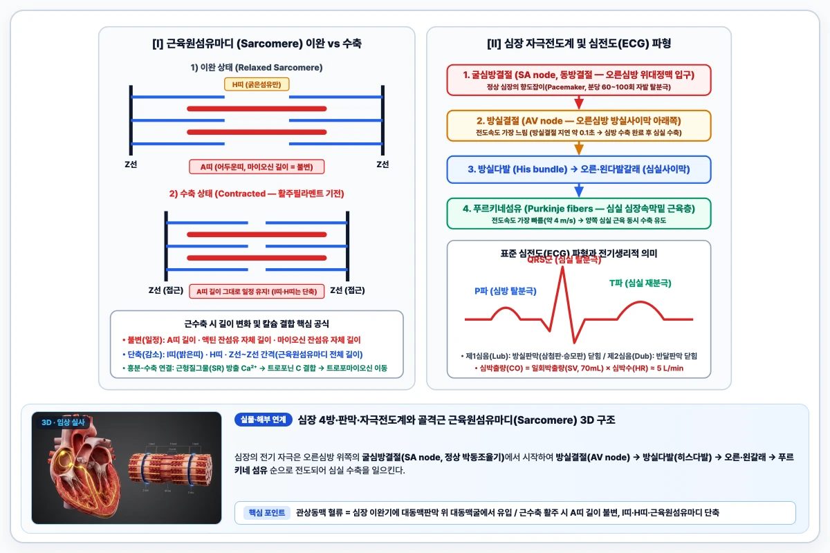 근육원섬유마디 A띠·I띠·H띠·Z선 수축 시 길이 변화 모식도와 심장 자극전도계 및 심전도 파형 도해