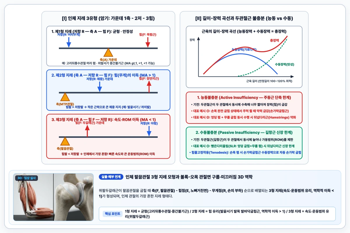 인체 지레의 3가지 유형(제1형·제2형·제3형) 모멘트팔 비교와 길이-장력 곡선 및 능동·수동불충분 도해
