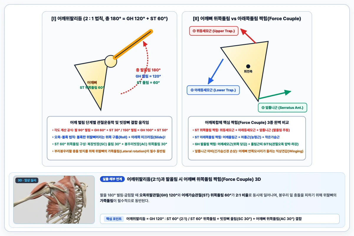 어깨관절 180도 벌림 시 오목위팔관절 120도와 어깨가슴관절 60도 2대1 리듬 및 위쪽돌림 짝힘 도해