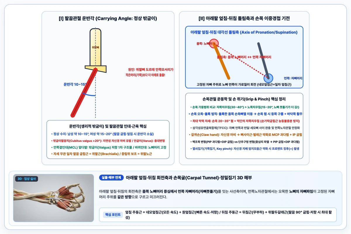 팔꿉관절 정상 운반각과 아래팔 엎침·뒤침 시 노뼈머리에서 자뼈머리를 잇는 돌림축 및 손목 운동학 도해
