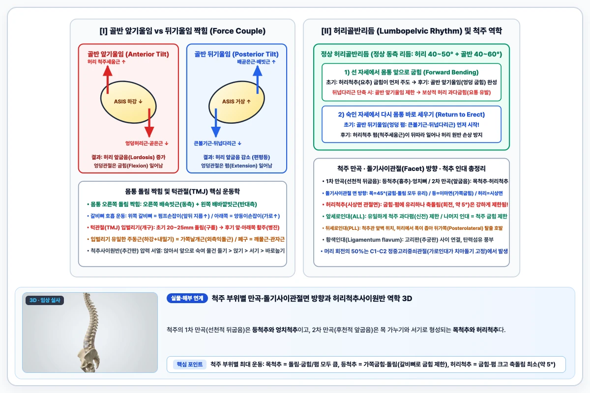 몸통 앞으로 굽힘 시 허리척추 굽힘과 골반 앞기울임의 허리골반리듬 및 골반 앞·뒤기울임 짝힘 도해