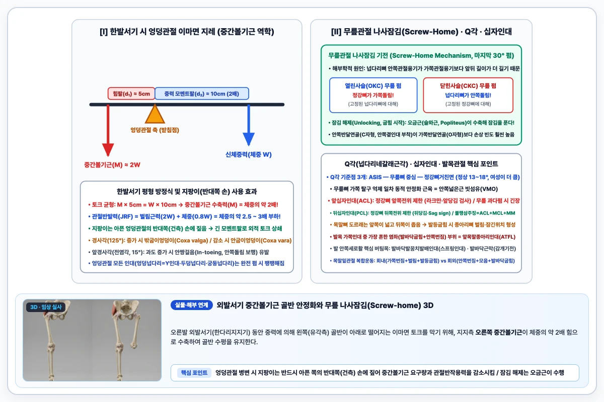 한발서기 시 중간볼기근 힘팔과 체중 저항팔의 지레 균형 및 무릎 마지막 폄 시 나사잠김 기전 도해