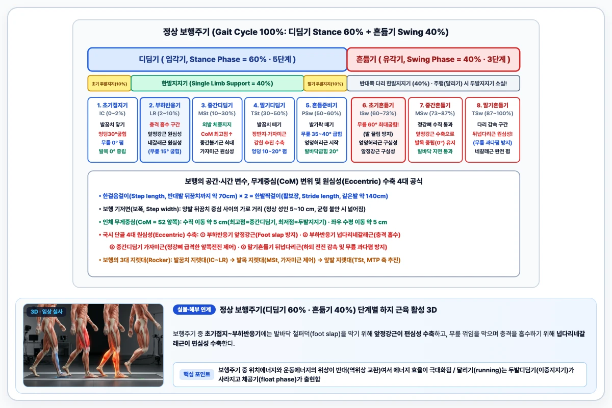 정상 보행주기 디딤기 5단계(60%)와 흔듦기 3단계(40%) 비율, 두발지지기 및 주요 원심성 근육 작용 도해