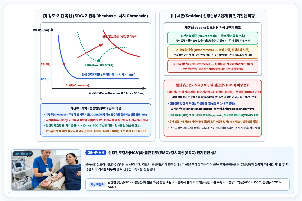 강도-기간 곡선에서 기전류와 시치의 정의 및 정상 신경지배 대비 탈신경근의 우상방 곡선 이동 도해