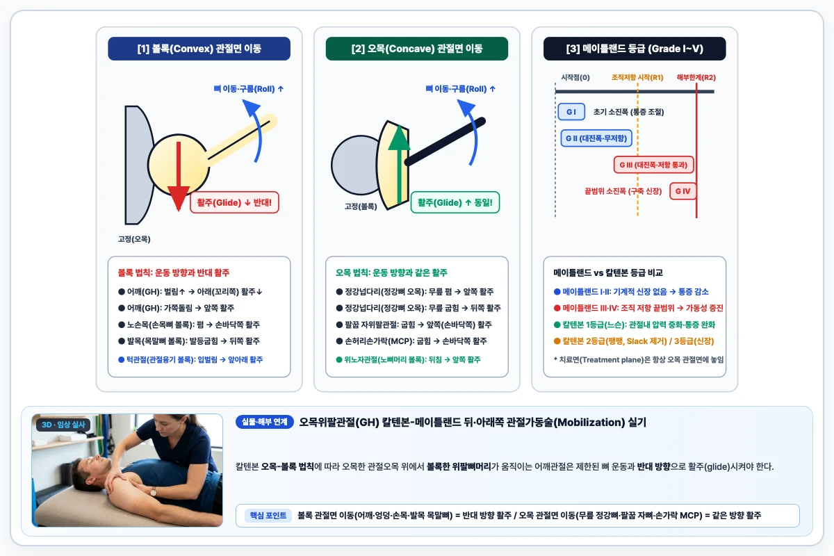 칼텐본 오목-볼록 법칙(볼록 이동 시 반대 방향 활주, 오목 이동 시 같은 방향 활주)과 메이틀랜드 등급 I~IV 비교 도해