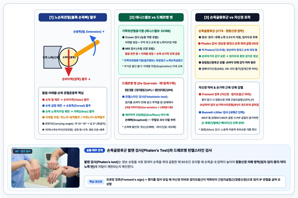 노손목관절 볼록 손목뼈 이동에 따른 치료적 활주 방향과 손목굴증후군(Phalen), 드퀘르뱅 병(Finkelstein) 검사 도해