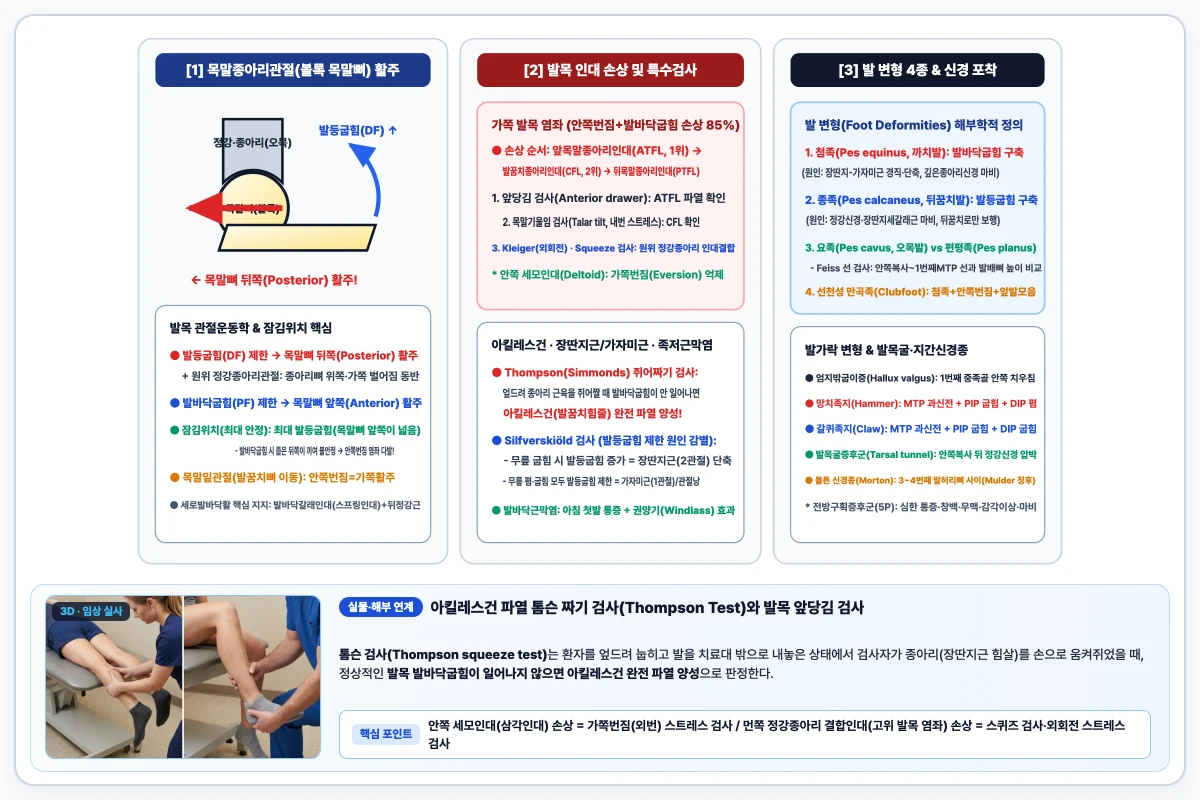 목말종아리관절 볼록 목말뼈 이동(발등굽힘 시 뒤활주, 발바닥굽힘 시 앞활주)과 발목 앞당김(ATFL) 및 톰슨(아킬레스건) 검사 도해