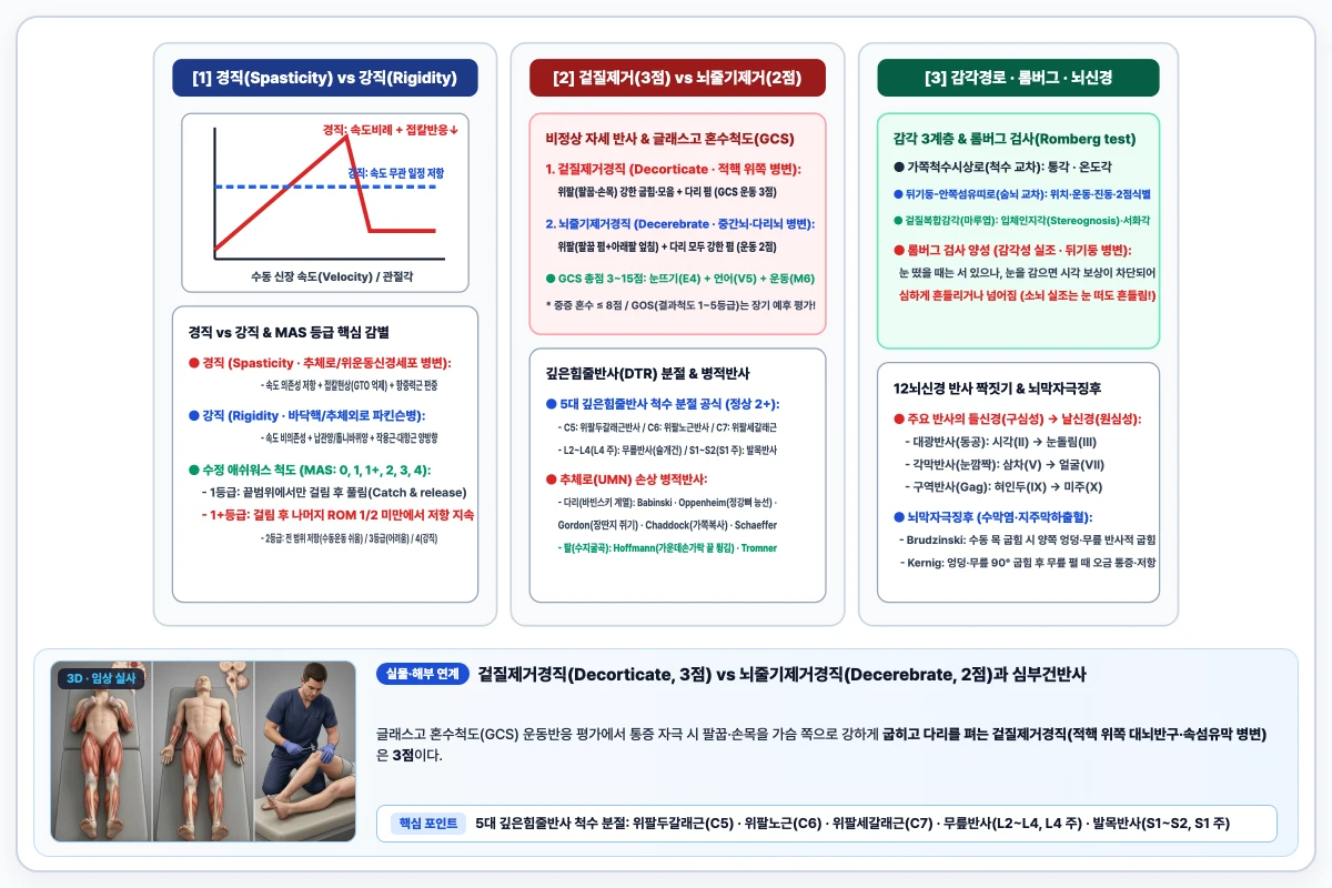 경직(속도 의존성, 접칼현상) 대 강직(속도 비의존성, 납파이프 및 톱니바퀴) 및 겉질제거·뇌줄기제거 자세 비교 도해