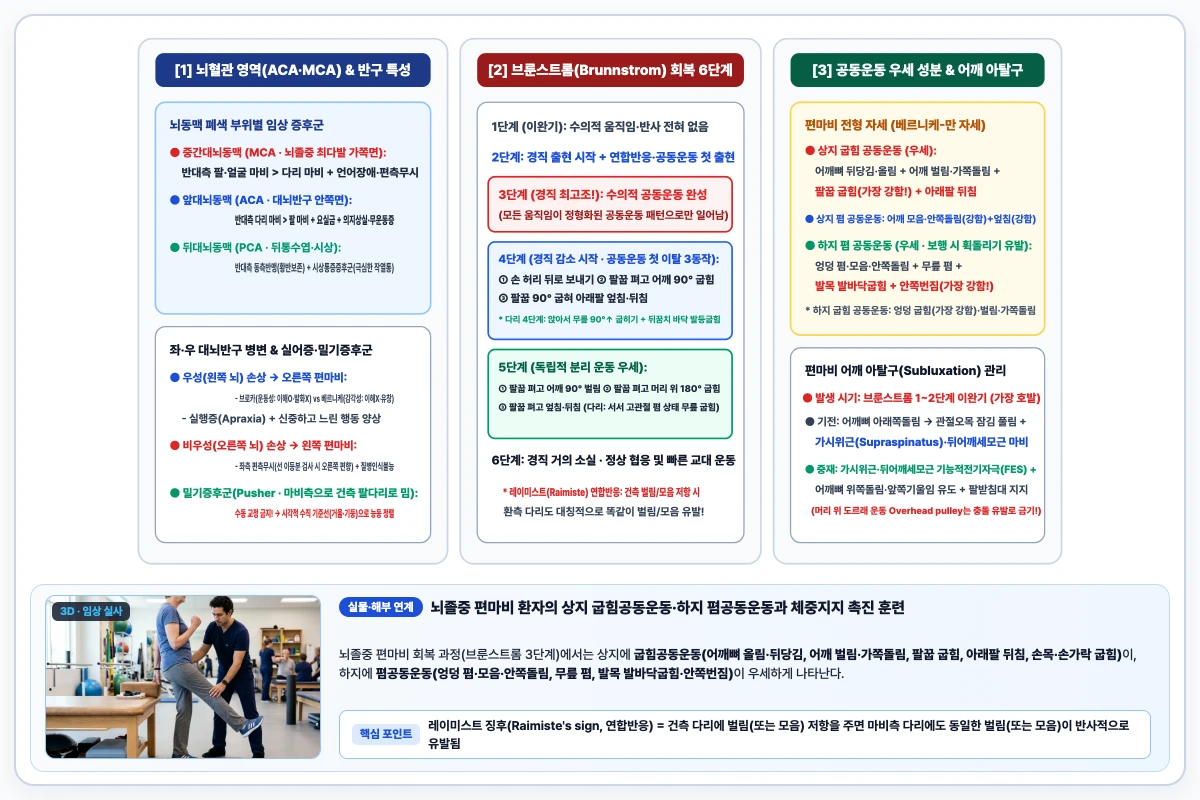 뇌졸중 편마비 브룬스트롬 회복 6단계 흐름과 상지 굽힘 공동운동 및 하지 폄 공동운동 우세 성분 도해