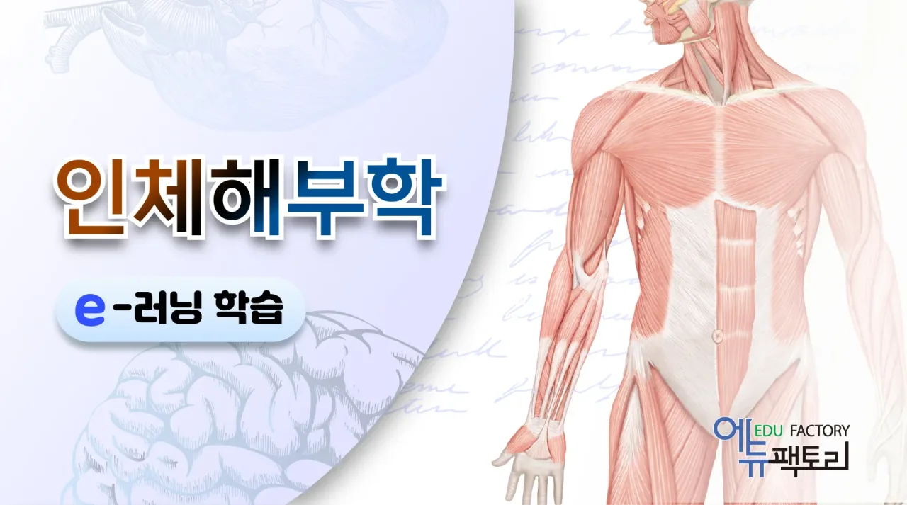 인체해부학