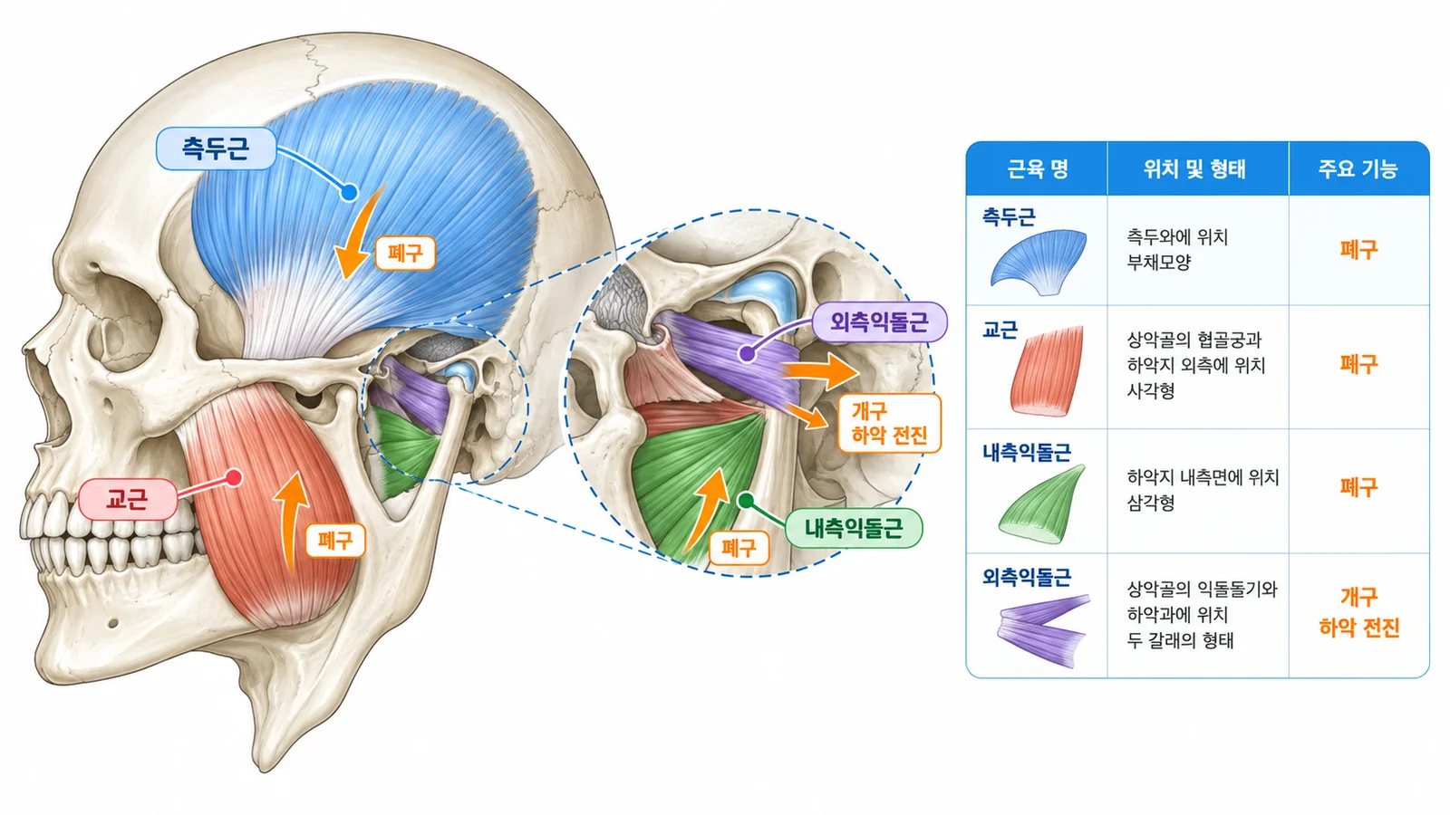 저작근의 위치와 작용