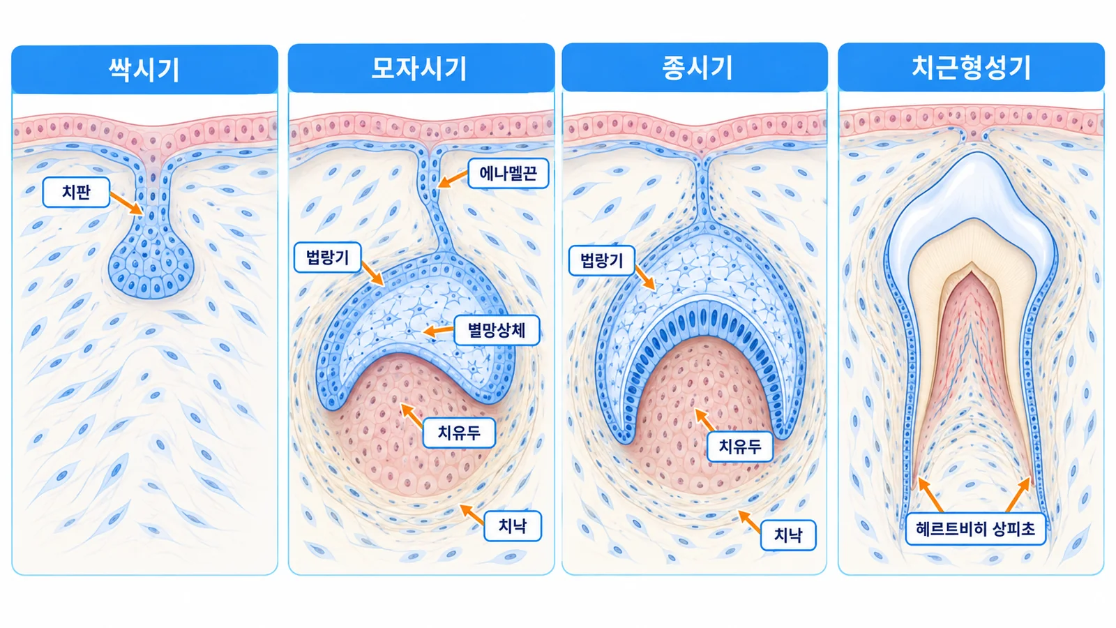 치아 발생 4단계