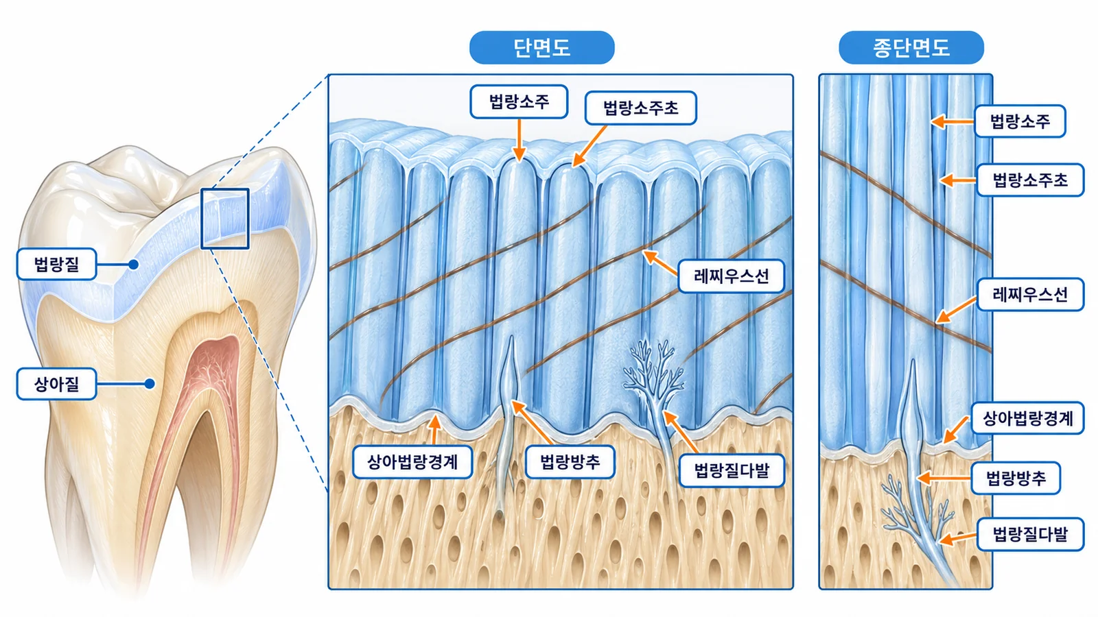 법랑질의 구조
