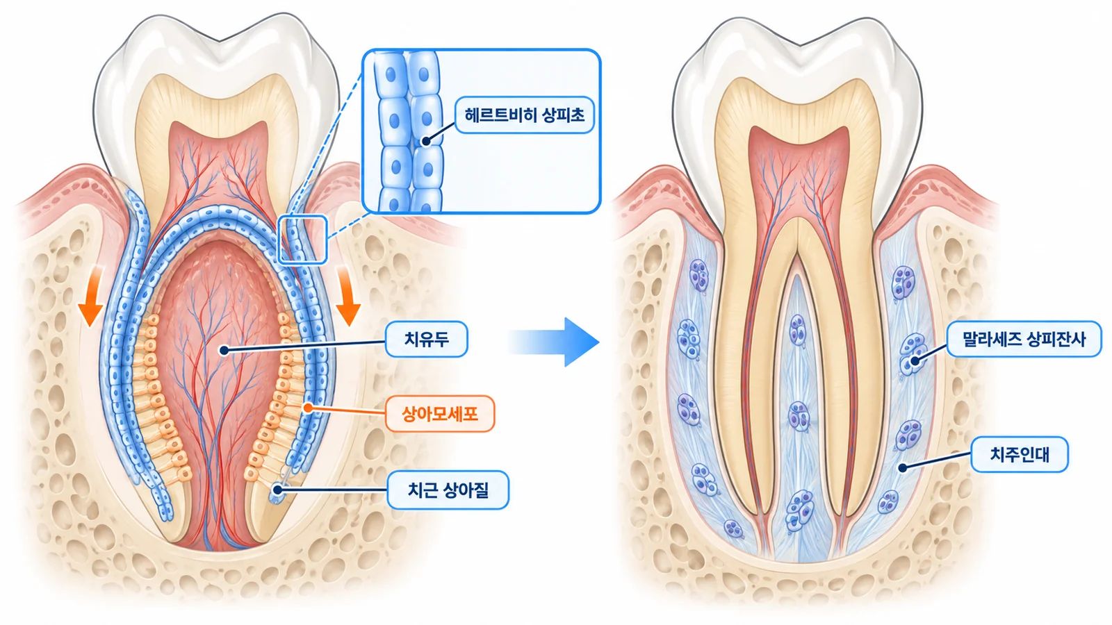 헤르트비히 상피초