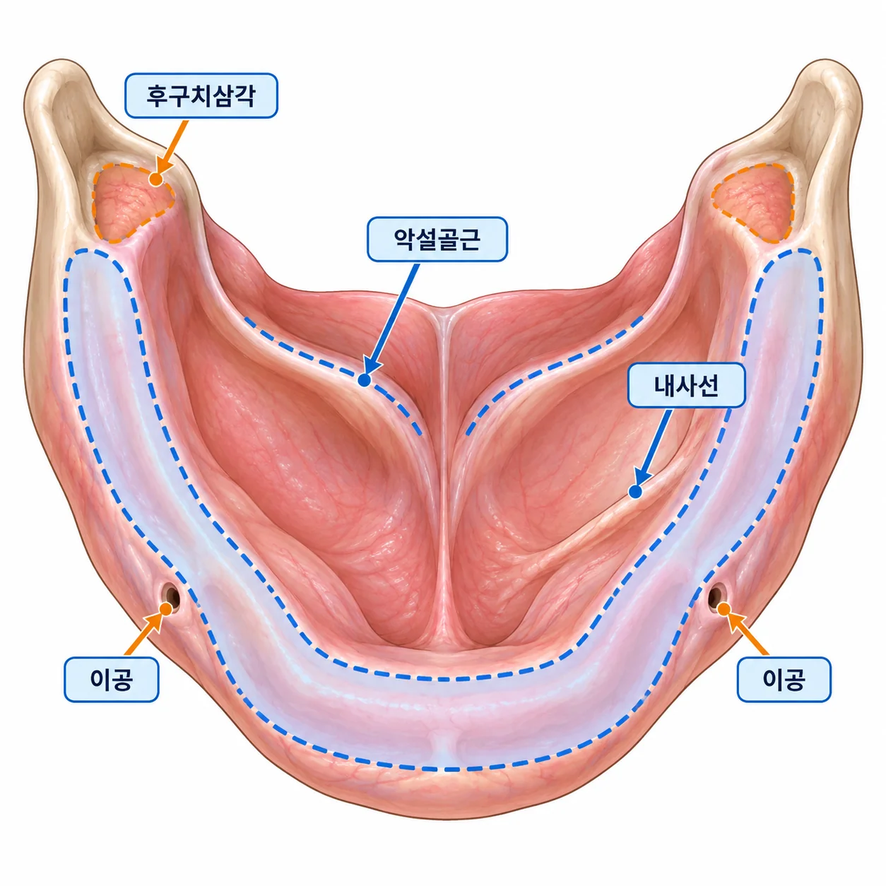 하악 무치악의 인상 한계